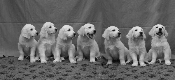 Puppies Gruppenfoto